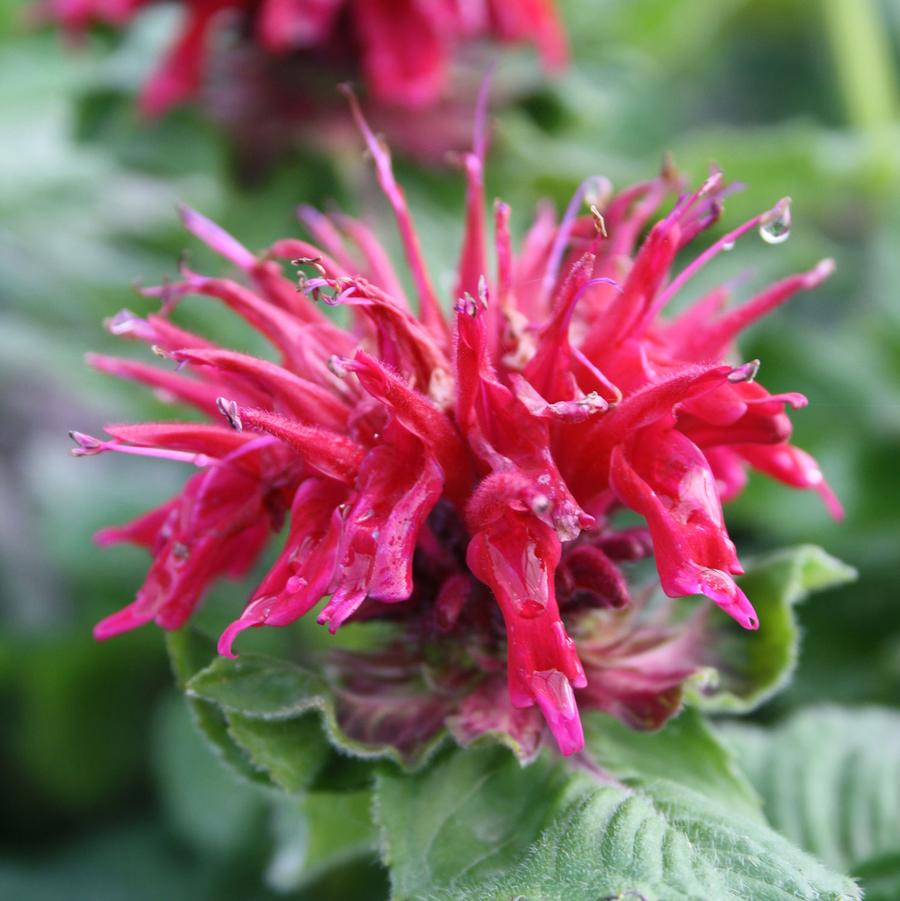 Monarda didyma 'Fireball' - Fireball Bee Balm from Willowbrook Nurseries