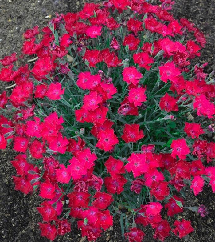 Dianthus Paint the Town Magenta