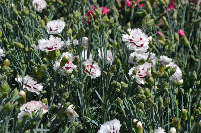 Dianthus Scent First® Coconut Surprise