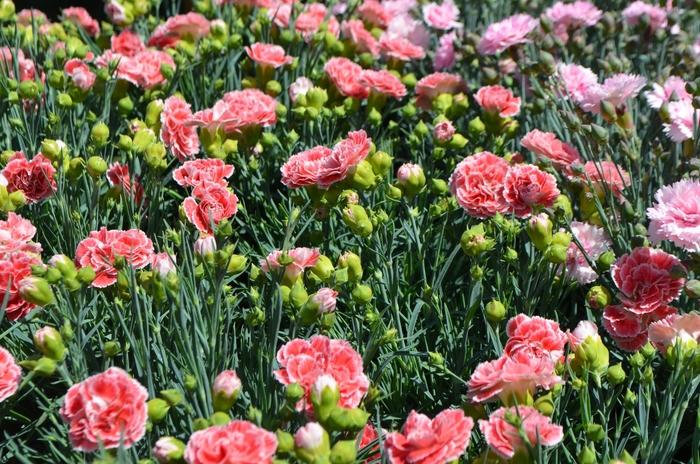 Dianthus Scent First® Coral Reef