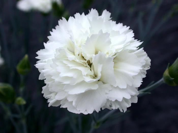 Dianthus Scent First® Memories