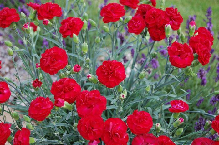 Dianthus Scent First® Passion