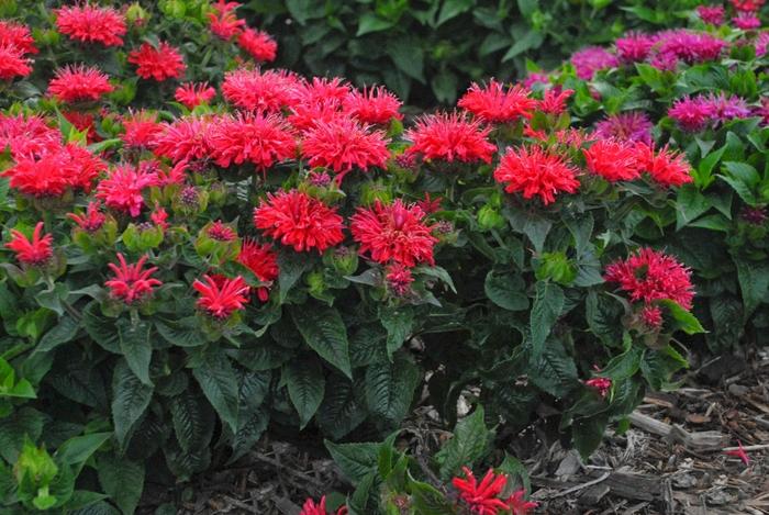 Monarda didyma Pardon My Cerise