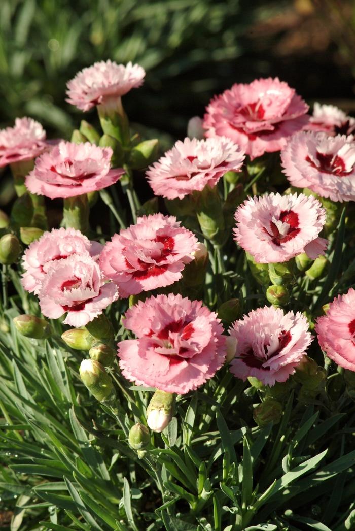 Dianthus Scent First® Raspberry Surprise