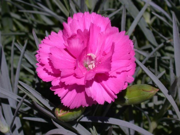 Dianthus Scent First® Tickled Pink