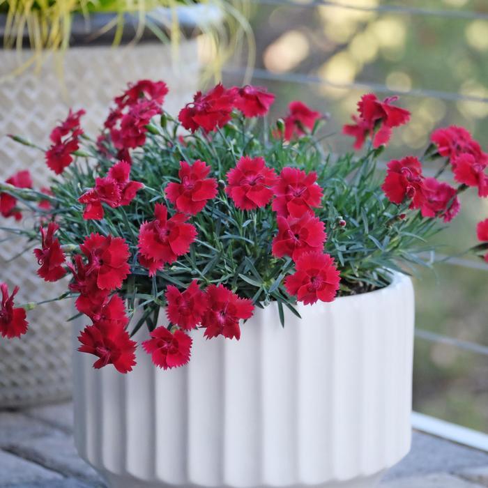 Dianthus Star Single™ Fire Star Improved