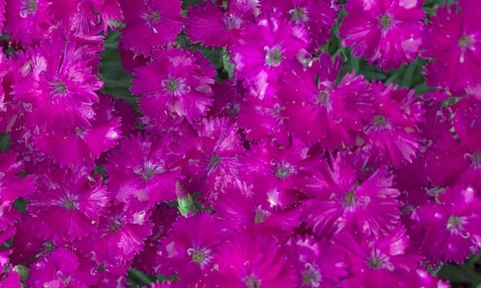 Dianthus Star Single™ Neon Star Improved