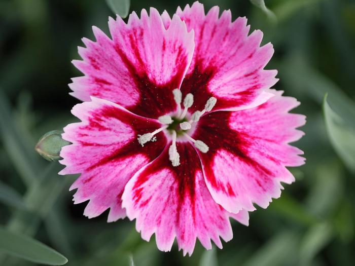 Dianthus Star Single™ Superstar