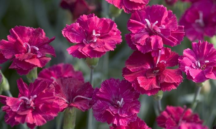 Dianthus Frosty Fire