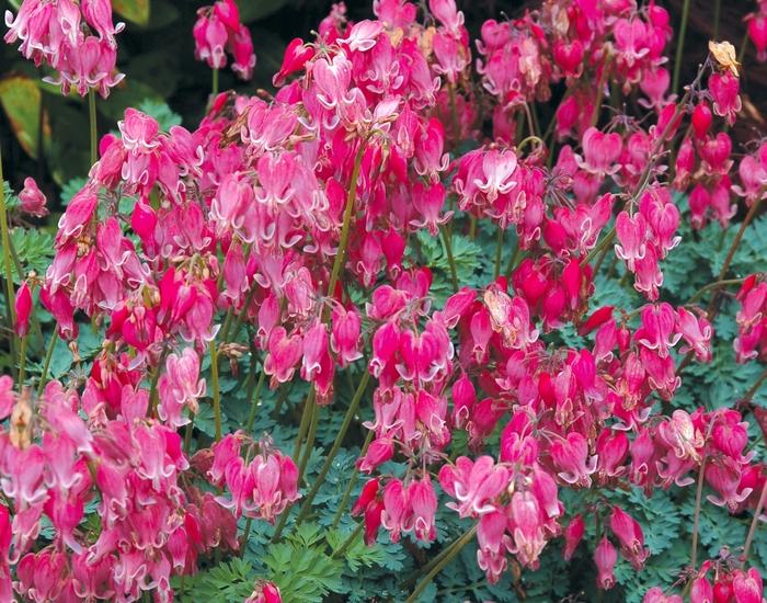 Dicentra King of Hearts