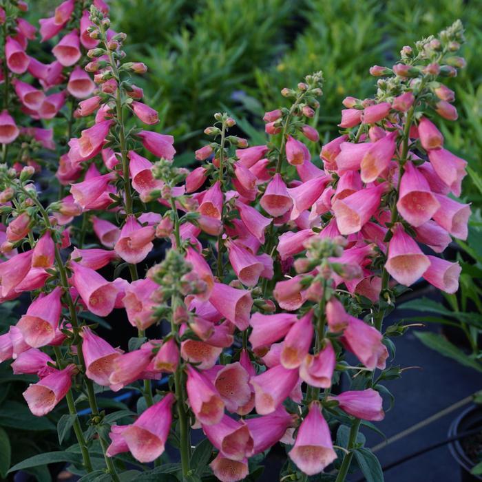 Digitalis Arctic Fox™ Rose