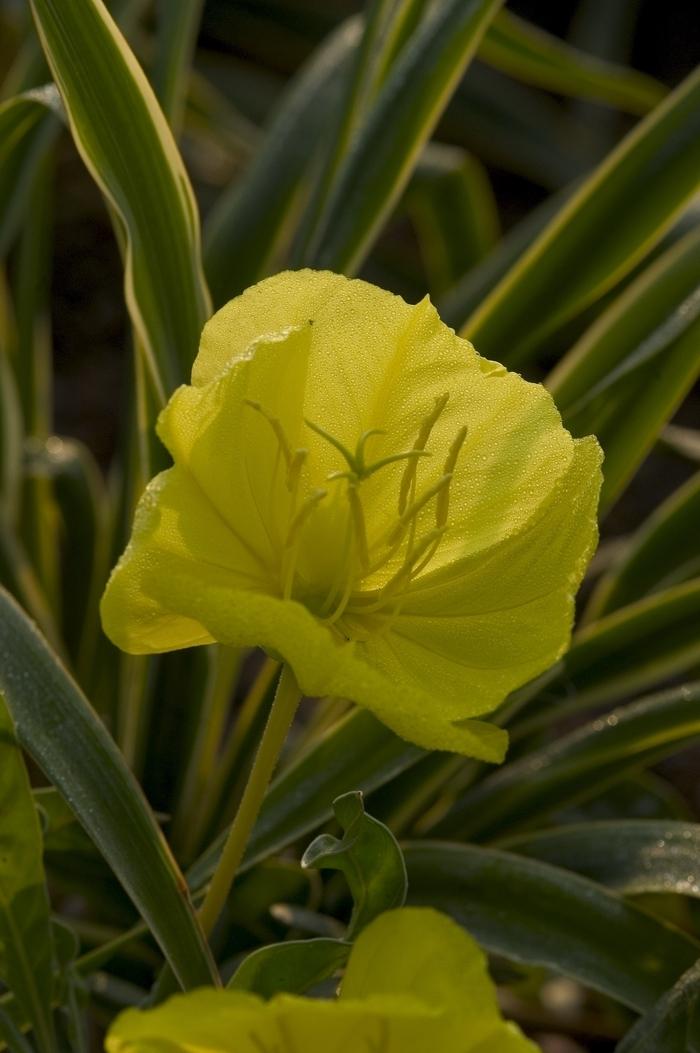 Oenothera missouriensis 