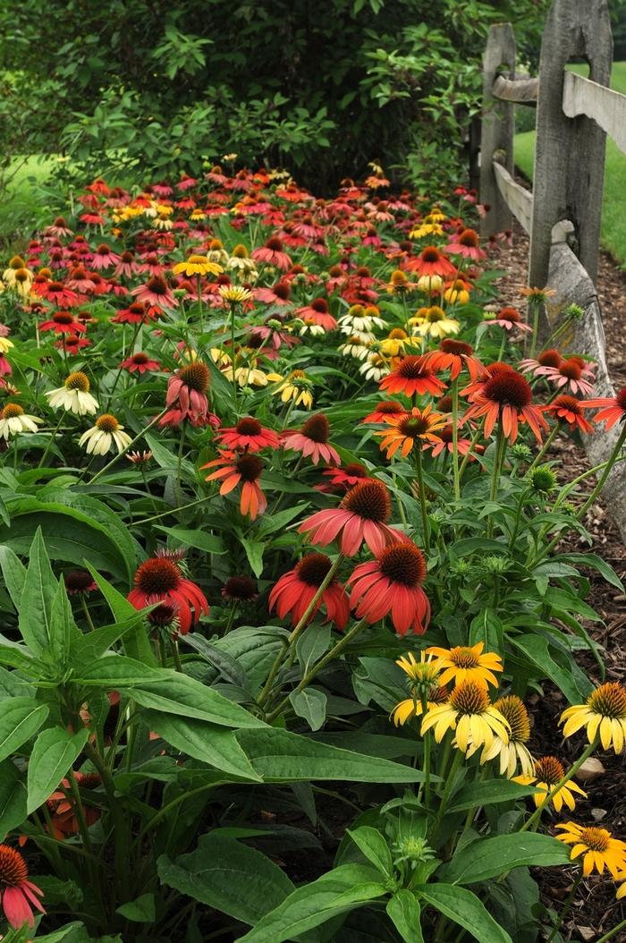 Echinacea Cheyenne Spirit