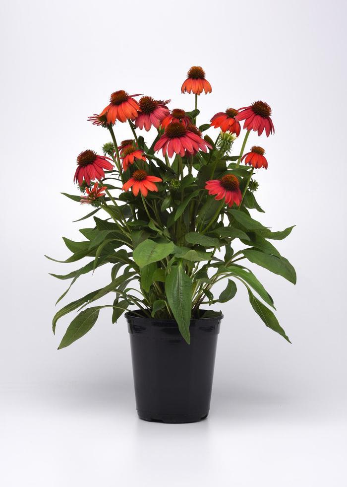 Echinacea Artisan™ 'Red Ombre' - Red Ombre Coneflower from Willowbrook Nurseries