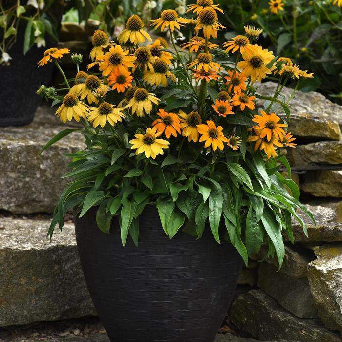 Echinacea Artisan™ Yellow Ombre