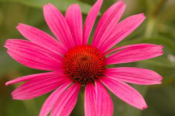 Echinacea purpurea Ruby Star