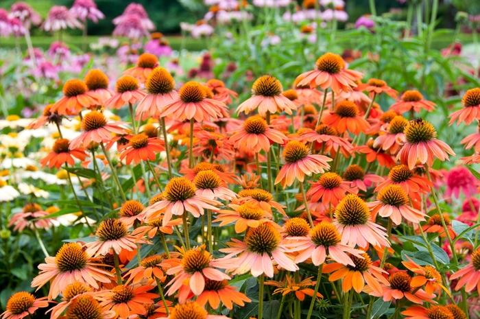 Echinacea Sombrero® Adobe Orange