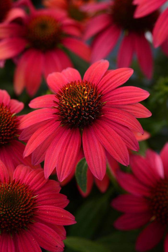 Echinacea Sombrero® Baja Burgundy