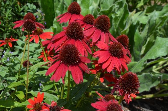 Echinacea Sombrero® Salsa Red