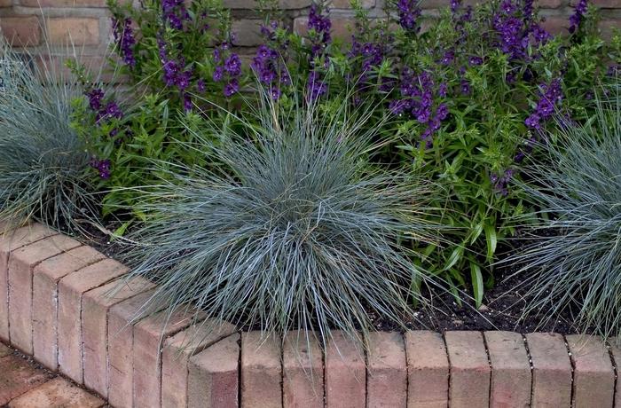 Festuca ovina glauca Elijah Blue