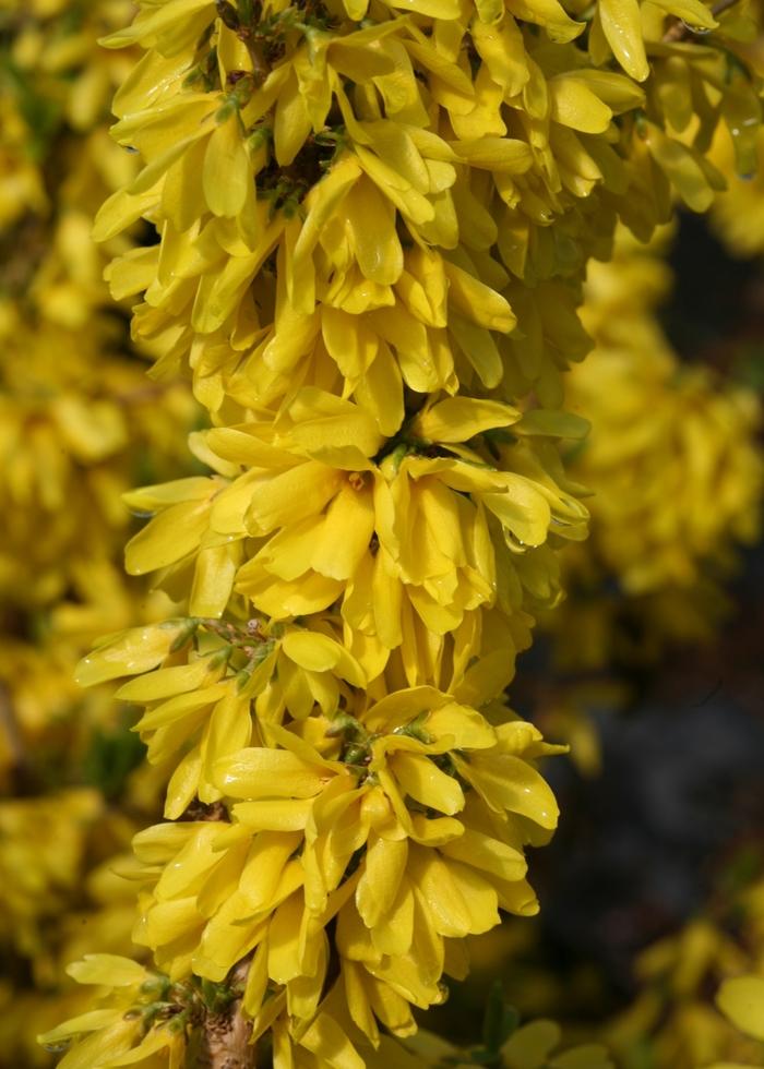 Forsythia Show Off Starlet®