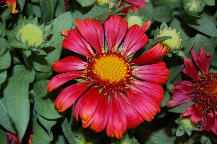 Gaillardia aristata Arizona Red Shades