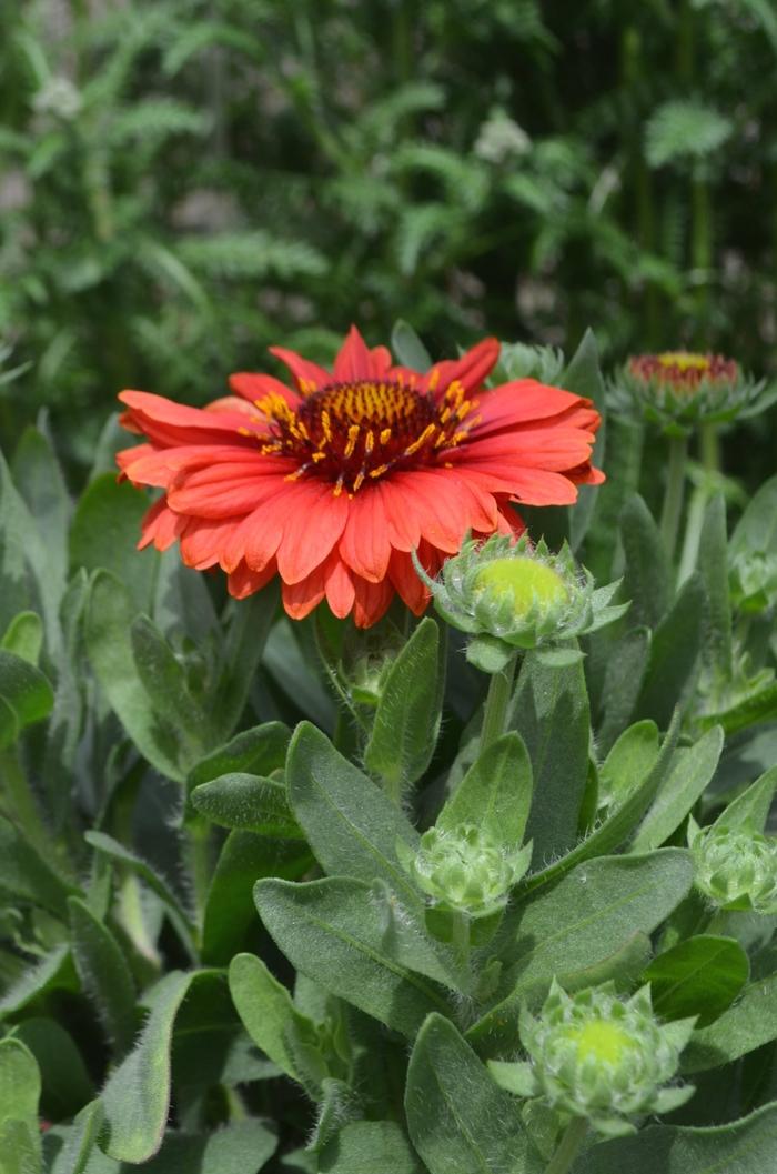 Gaillardia aristata SpinTop Red