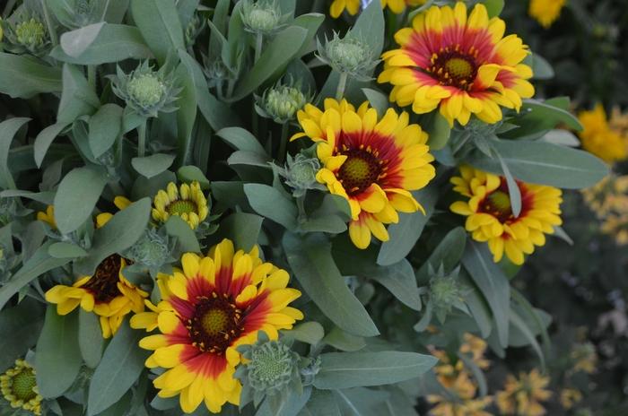 Gaillardia aristata SpinTop Red Starburst