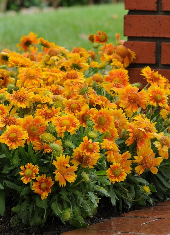 Gaillardia x grandiflora Mesa™ Peach