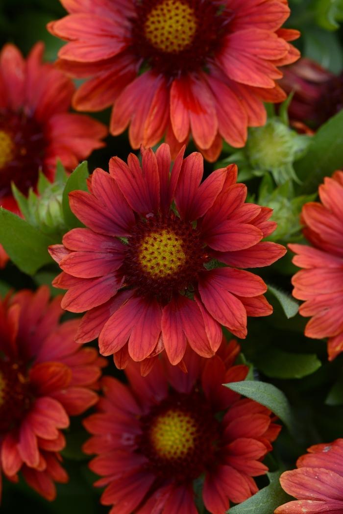 Gaillardia x grandiflora Mesa™ Red