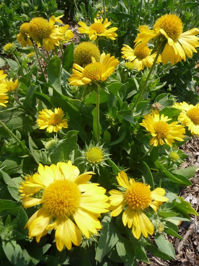 Gaillardia x grandiflora Mesa™ Yellow