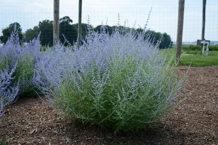 Perovskia atriplicifolia Little Lace