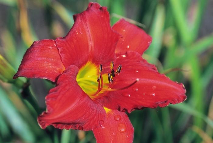 Hemerocallis Chicago Apache