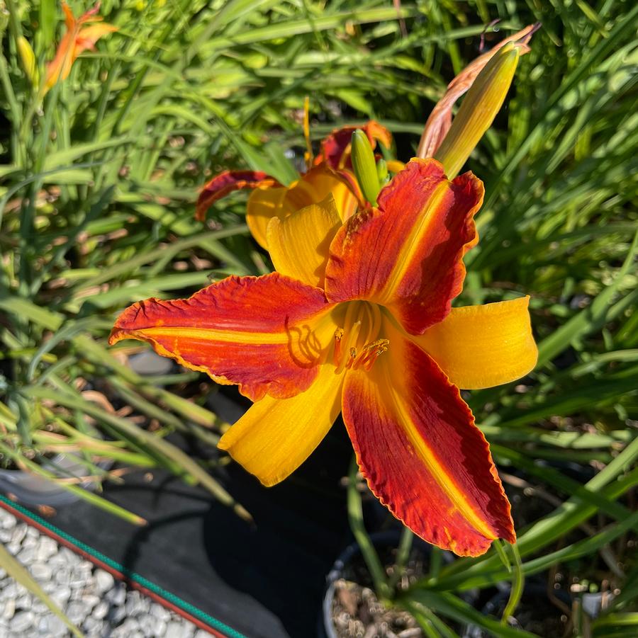 Hemerocallis Frans Hals