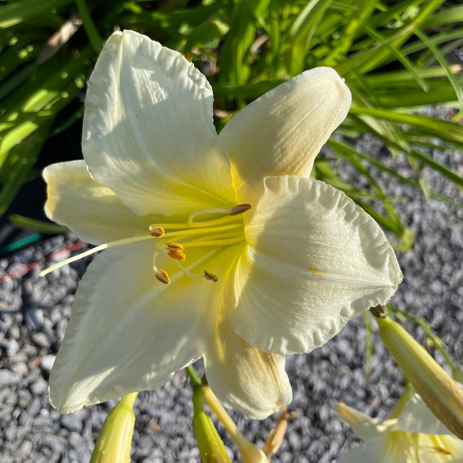 Hemerocallis Gentle Shepherd