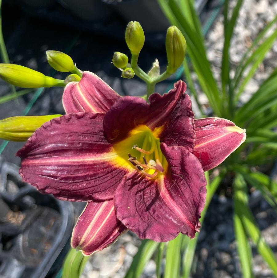 Hemerocallis Purple de Oro