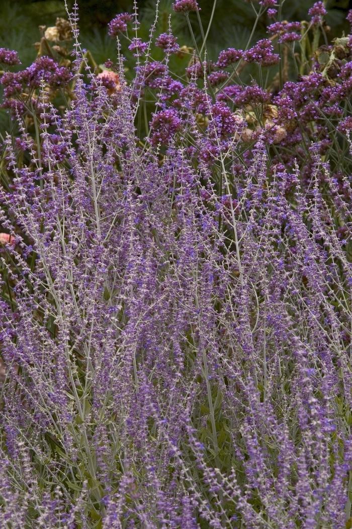 Perovskia atriplicifolia Little Spire