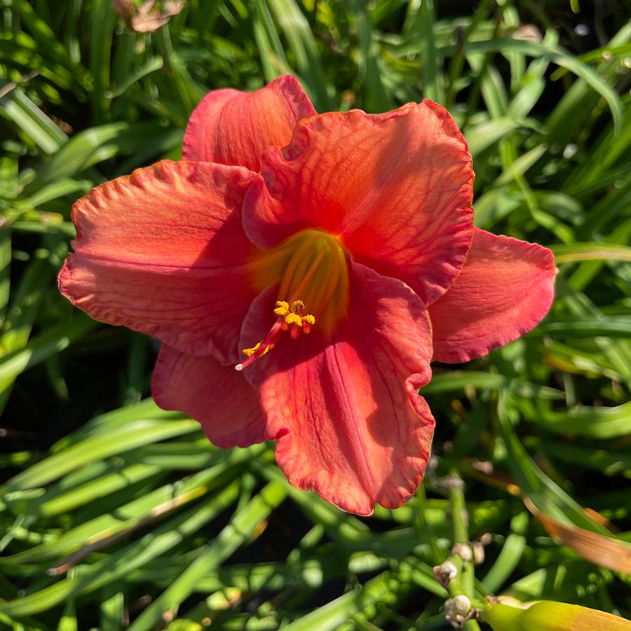 Hemerocallis South Seas