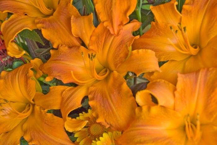 Hemerocallis Stella Supreme