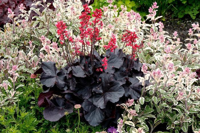 Heuchera Black Forest Cake