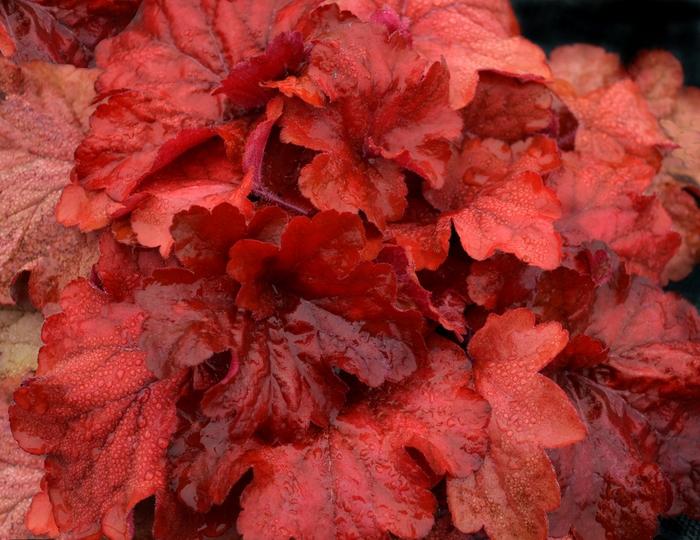 Heuchera Fire Alarm