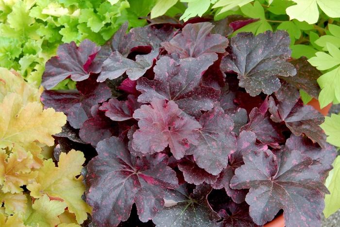 Heuchera Midnight Rose