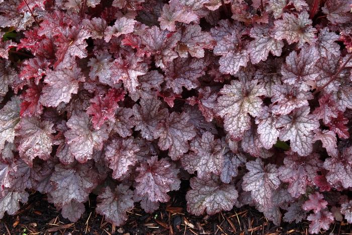 Heuchera Plum Pudding