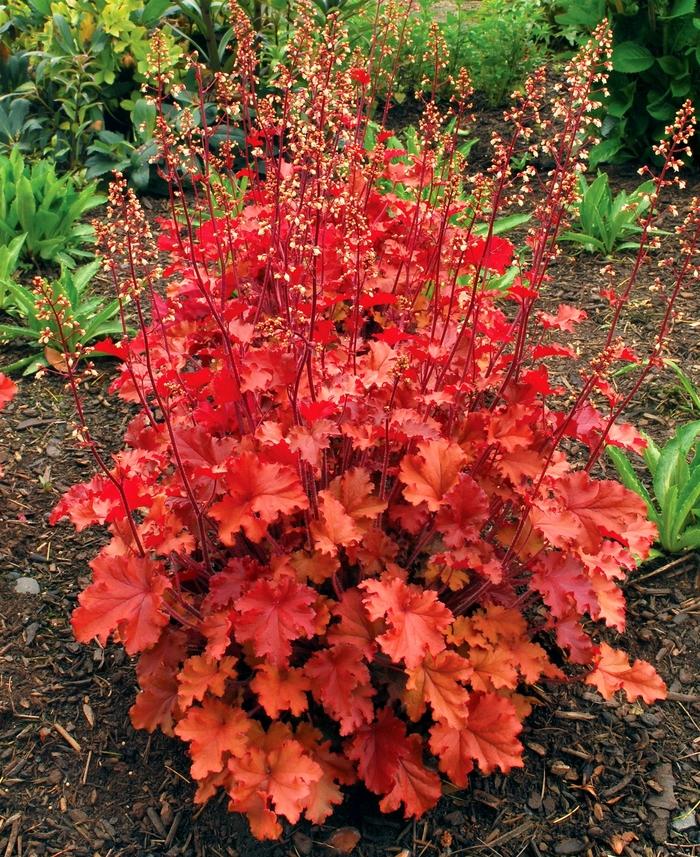 Heuchera Crisp™ Peach Crisp