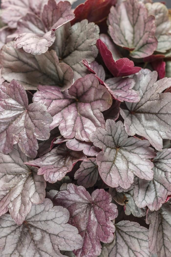 Heuchera Dolce® Silver Gumdrop