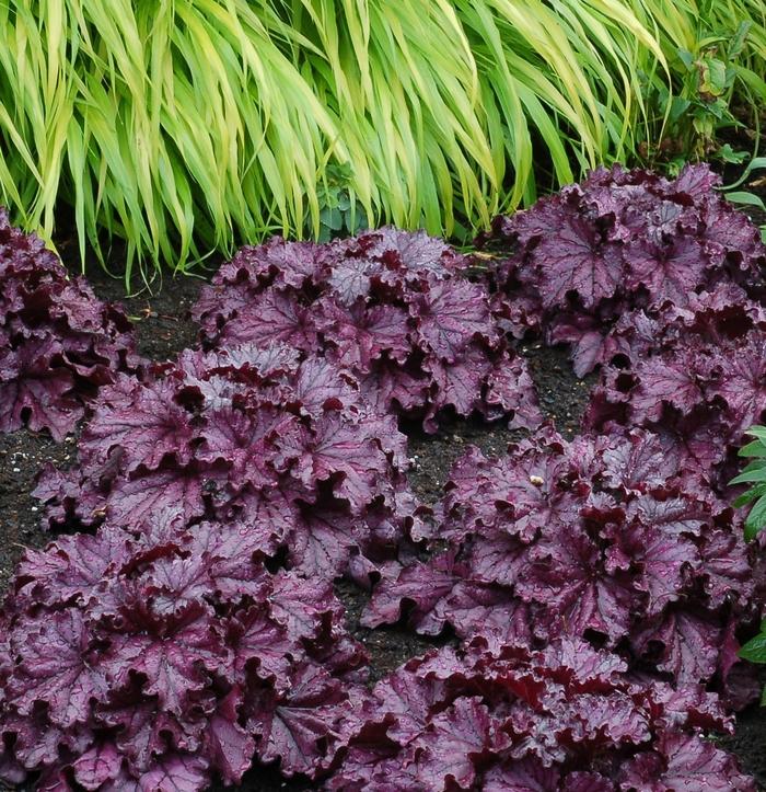 Heuchera Forever® Purple