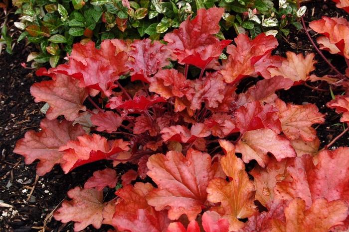 Heuchera Peach Flambe