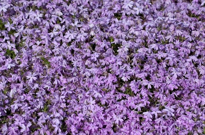 Phlox subulata Emerald Blue