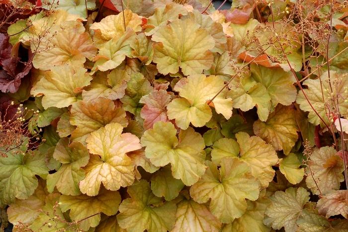 Heuchera Northern Exposure™ Amber