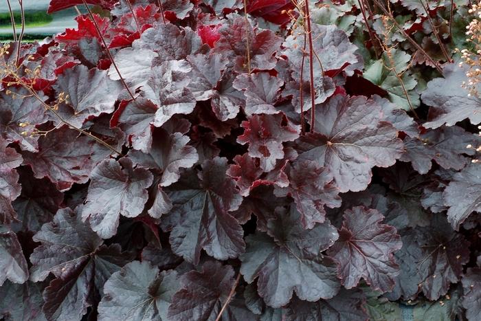 Heuchera Northern Exposure™ Black